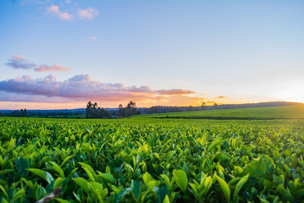 Sunset over Limuru tea farm